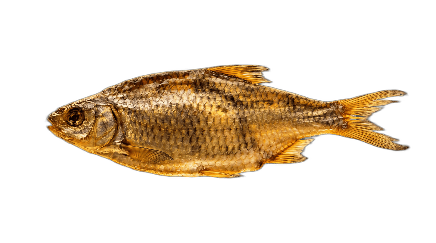 HolyCod — a sun-dried cod specimen presented like a museum exhibit